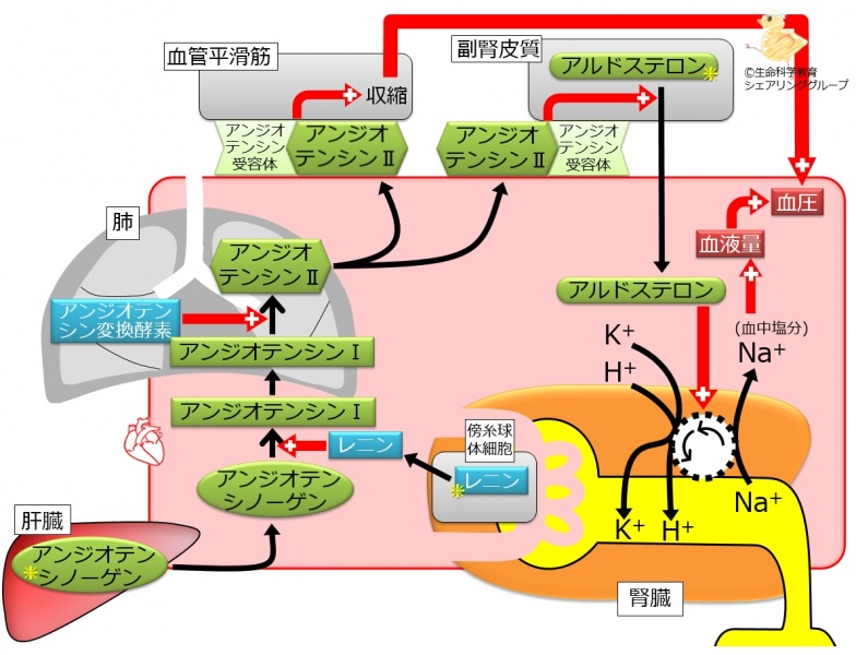 ファイル:アルドステロン 分泌機序.jpg