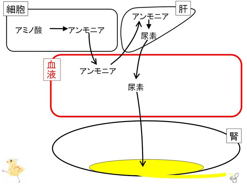 ファイル:01356.jpg