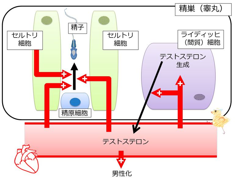 ファイル:04210.jpg