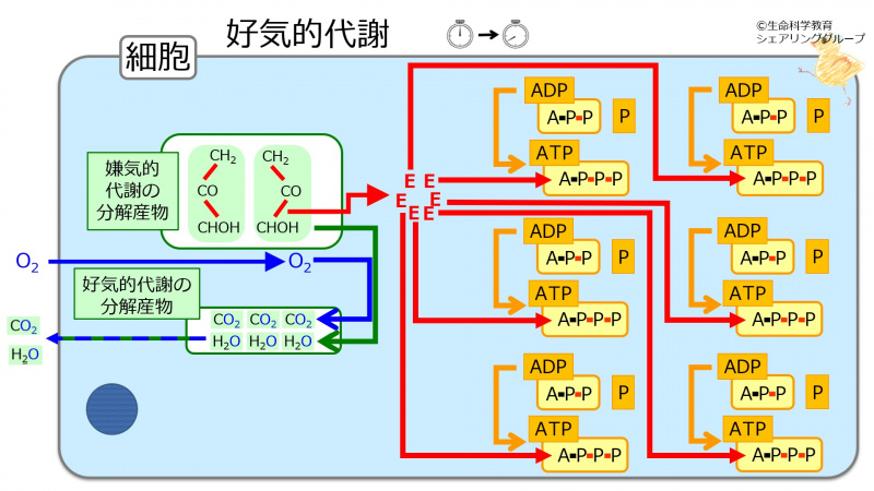 ファイル:Aerobic is slow.jpg