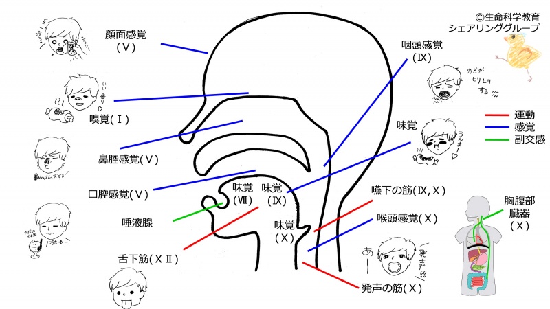 ファイル:Cranial-summary-side.jpg