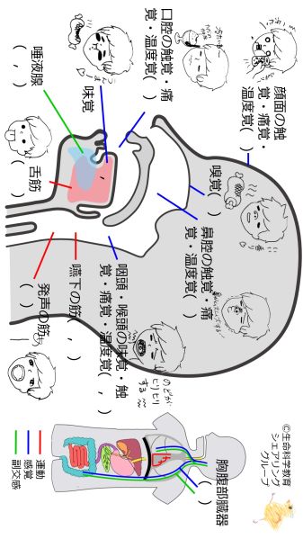 ファイル:Cranial-summary-sideflipped-wb.jpg