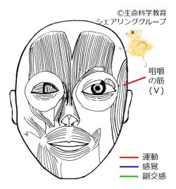 /wiki/images/thumb/8/81/Cranial05_3.jpg/250px-Cranial05_3.jpg