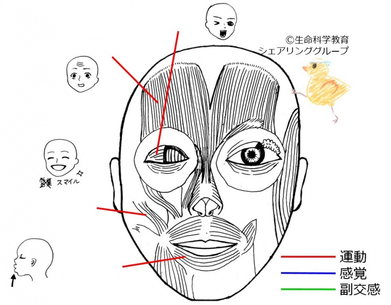 ファイル:Cranial07 2-wb.jpg