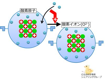 酸素イオン.jpg