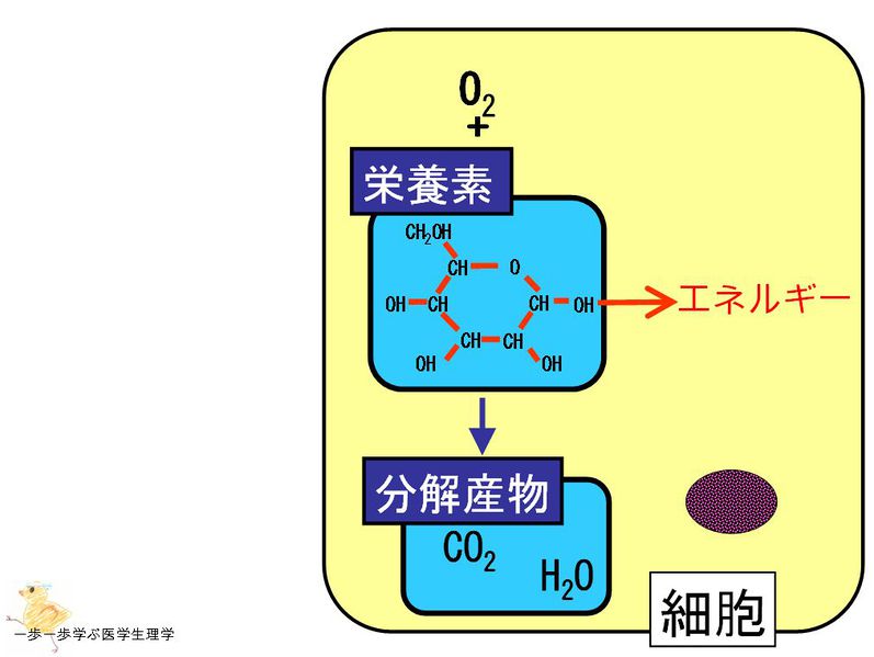 ファイル:01312.jpg
