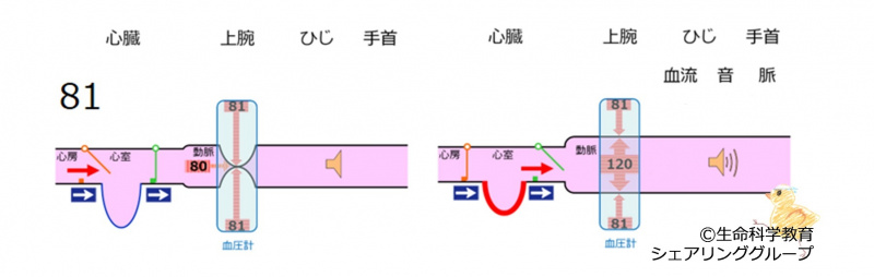 ファイル:BPmeasurement81-wb.jpg