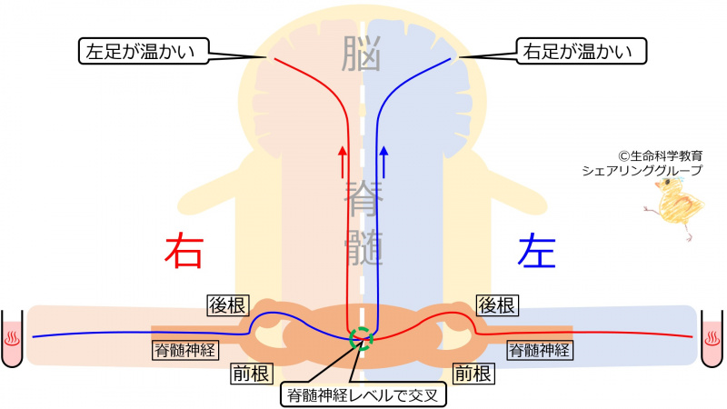 ファイル:SpinalCordTempDecussate.jpg