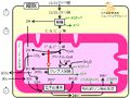 2013年9月29日 (日) 15:14時点における版のサムネイル