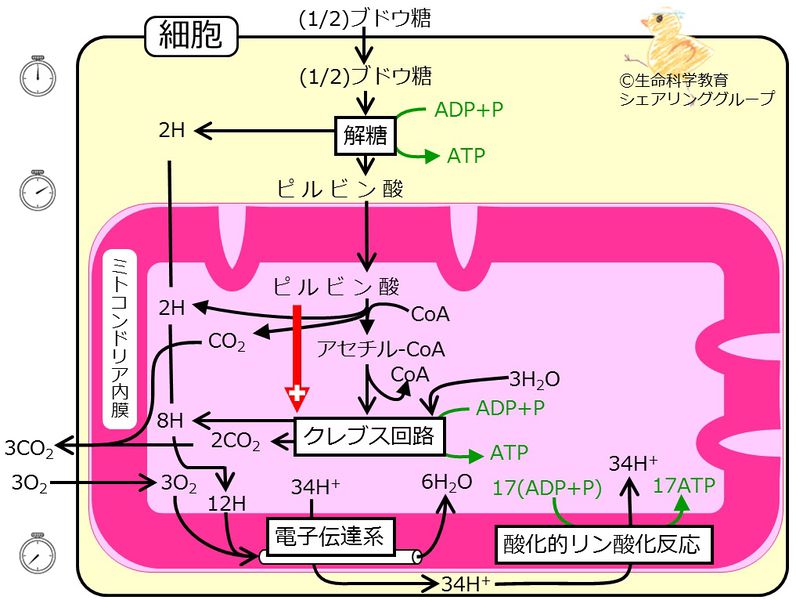 ファイル:04367-2.jpg