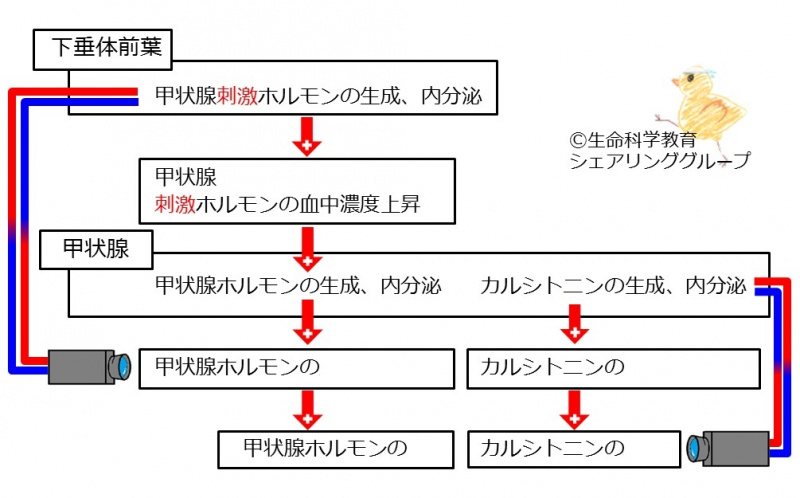 ファイル:04619-wb.jpg