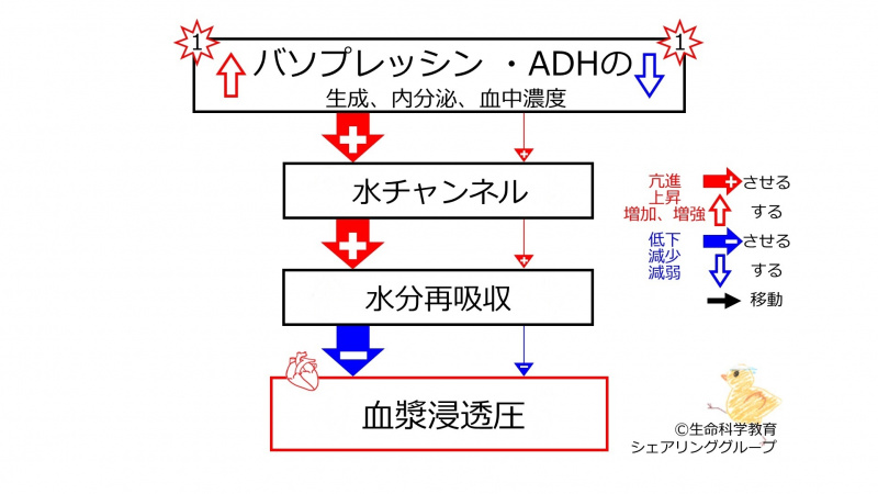 ファイル:ADHeffectSummaryBasic-JPN-wb.jpg