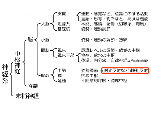 BrainLocalization-3.jpg