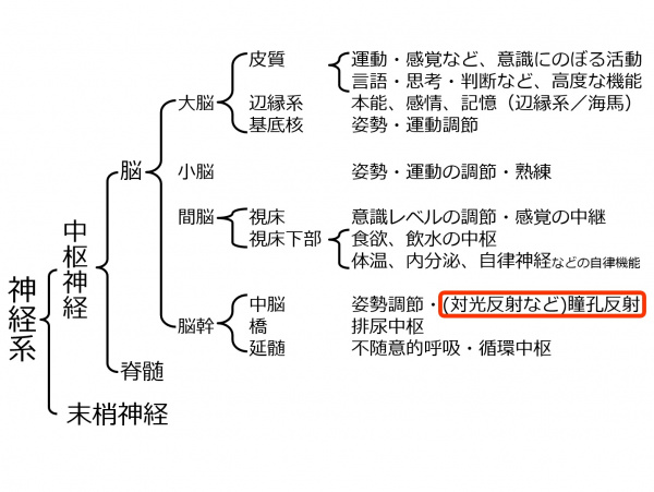 BrainLocalization-3.jpg
