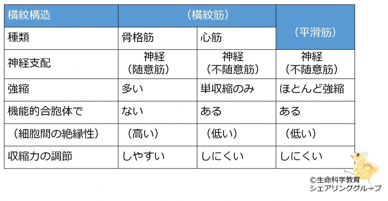 ファイル:Musclestabel major-bk.jpg
