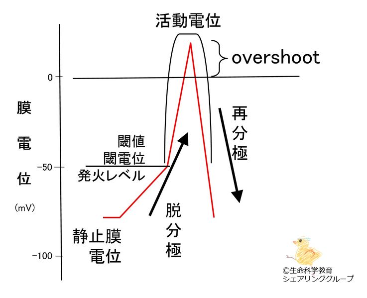 ファイル:活動電位用語.jpg
