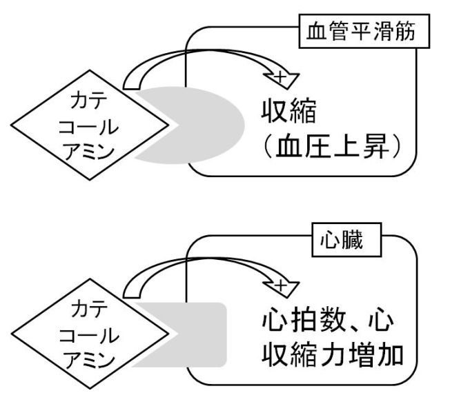 ファイル:02538-wb.jpg