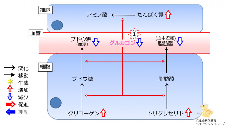 ファイル:Glucagon2TGandProteinDec.jpg
