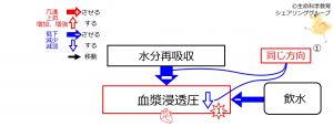 /wiki/images/thumb/8/86/WaterIntakeBeforeBasicFeedbackToWaterReabsorption-Jpn.jpg/300px-WaterIntakeBeforeBasicFeedbackToWaterReabsorption-Jpn.jpg