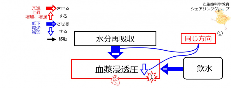ファイル:WaterIntakeBeforeBasicFeedbackToWaterReabsorption-Jpn.jpg