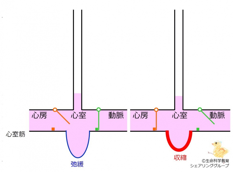 ファイル:心室筋活動と心室内圧-wb.jpg