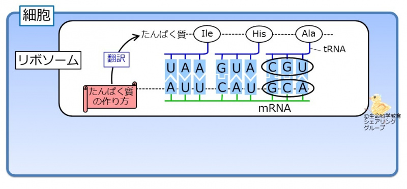 ファイル:翻訳の物質-wb.jpg