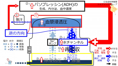 6-ADHcontrol-sweat2.jpg