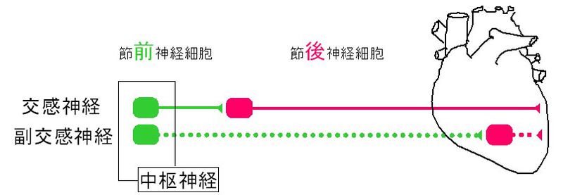 ファイル:00229.jpg