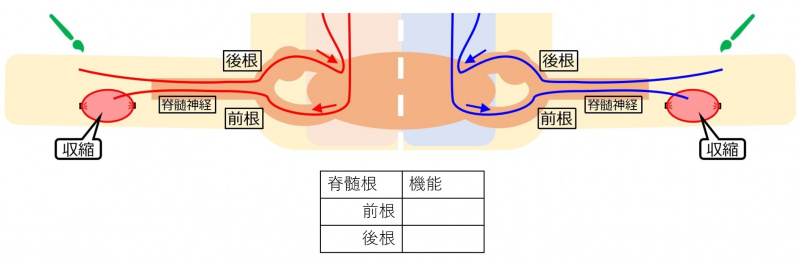 ファイル:03851jp-wb.jpg