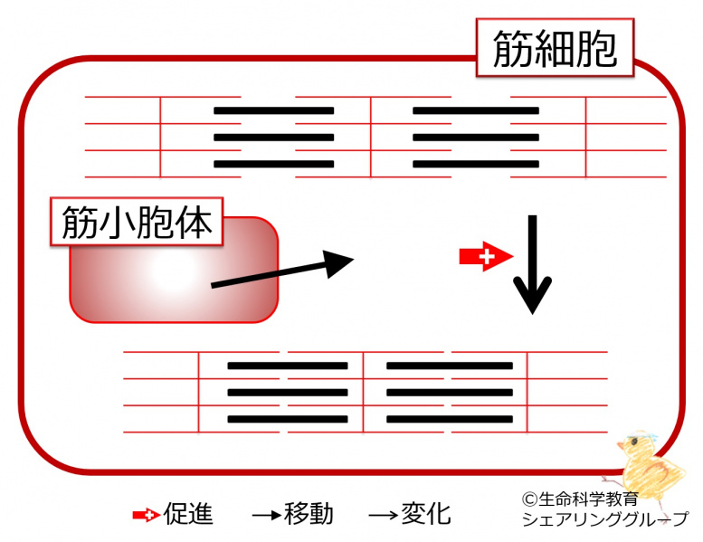 ファイル:04140-wb.jpg