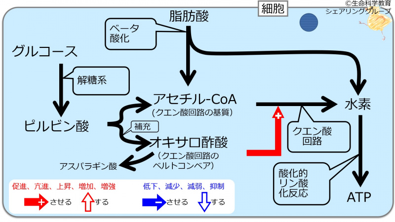 ファイル:GlucoseRole.jpg