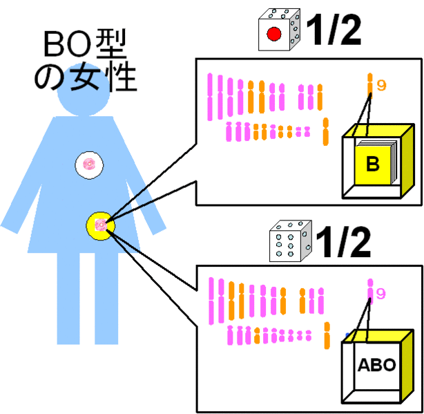 ファイル:01208.gif