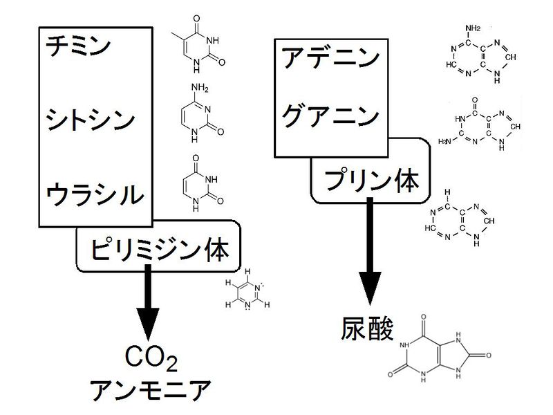 ファイル:01876.jpg