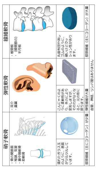 ファイル:Cartilage-basic-Jpn-wb.jpg