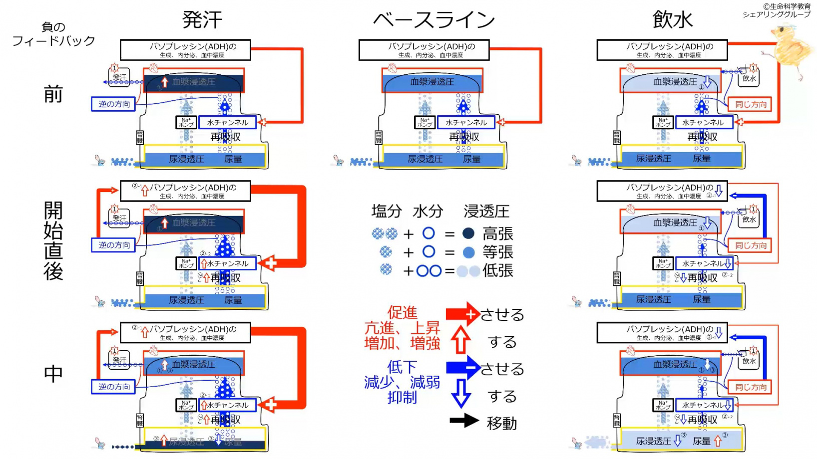 ADHControlSummaryJpn.jpg