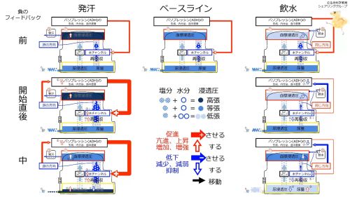/wiki/images/thumb/8/8a/ADHControlSummaryJpn.jpg/500px-ADHControlSummaryJpn.jpg