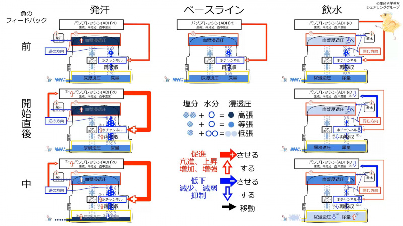 ファイル:ADHControlSummaryJpn.jpg