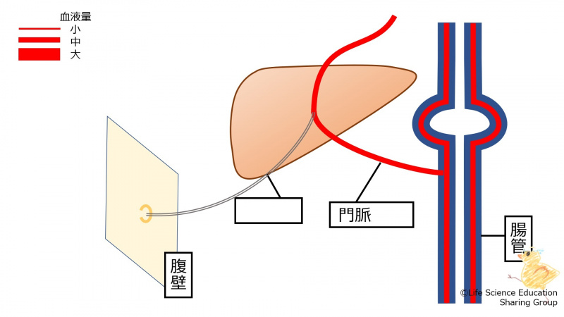 ファイル:PortalHypertensionHealthy-wb.jpg