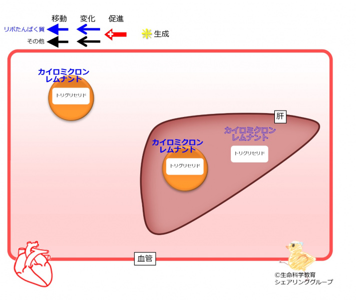 ファイル:カイロミクロンレムナント移動-wb.jpg