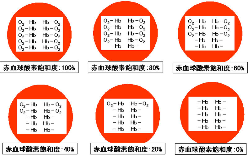 ファイル:00351.jpg