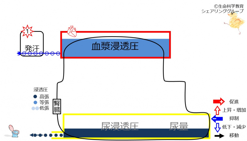 ファイル:6-sweatKidneycontrol2-wb.jpg