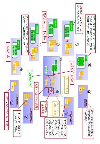 ファイル:ATP基礎のまとめ縦長.jpg