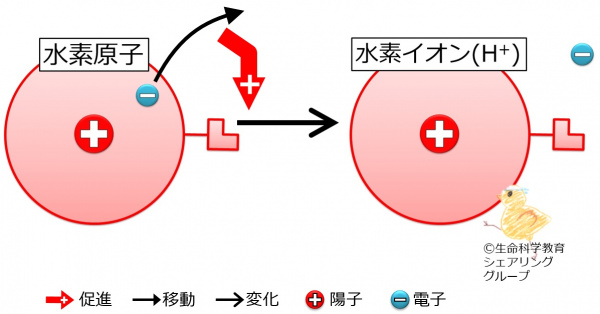 水素のイオン.jpg