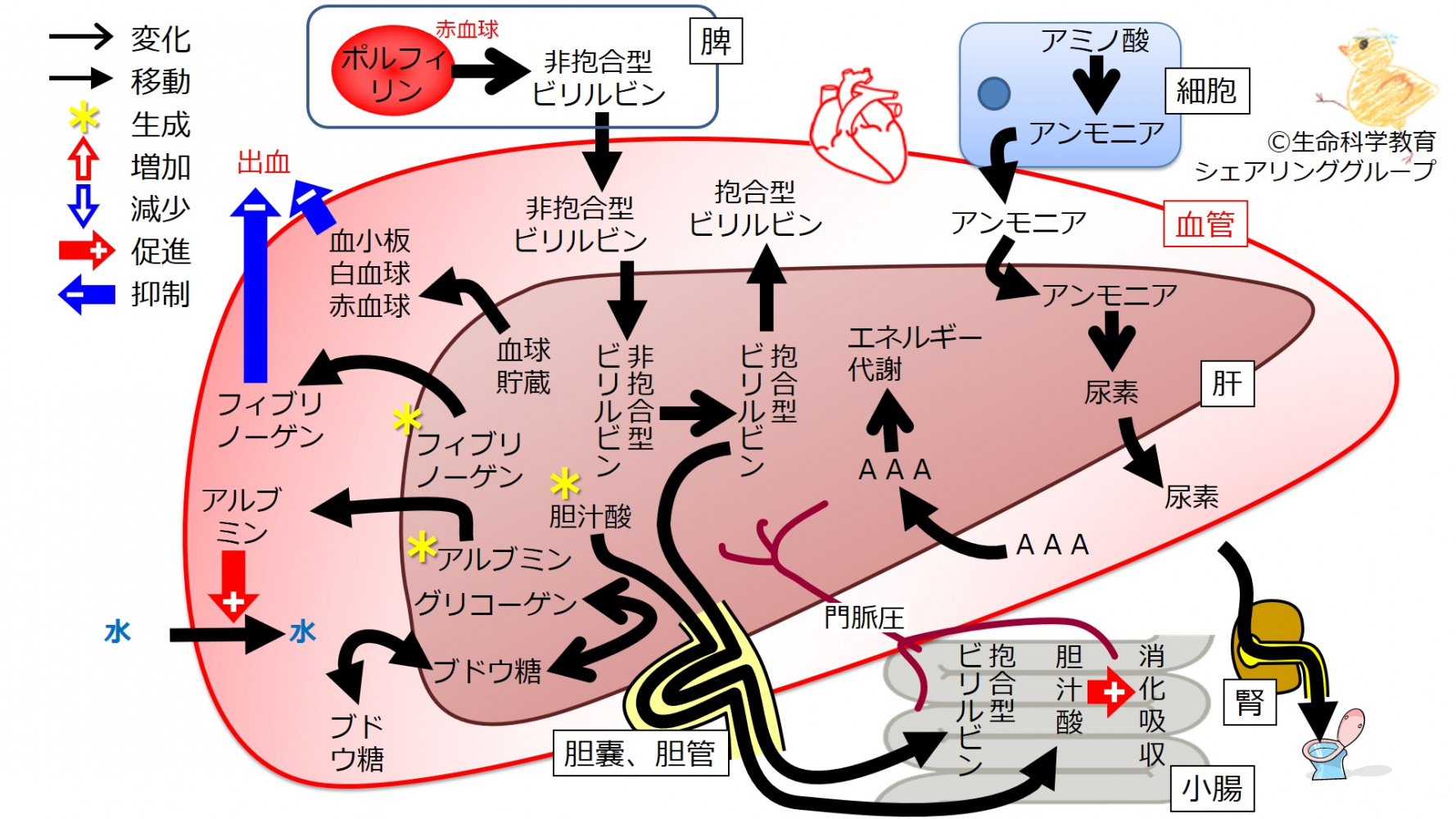 肝機能まとめFlipped.jpg