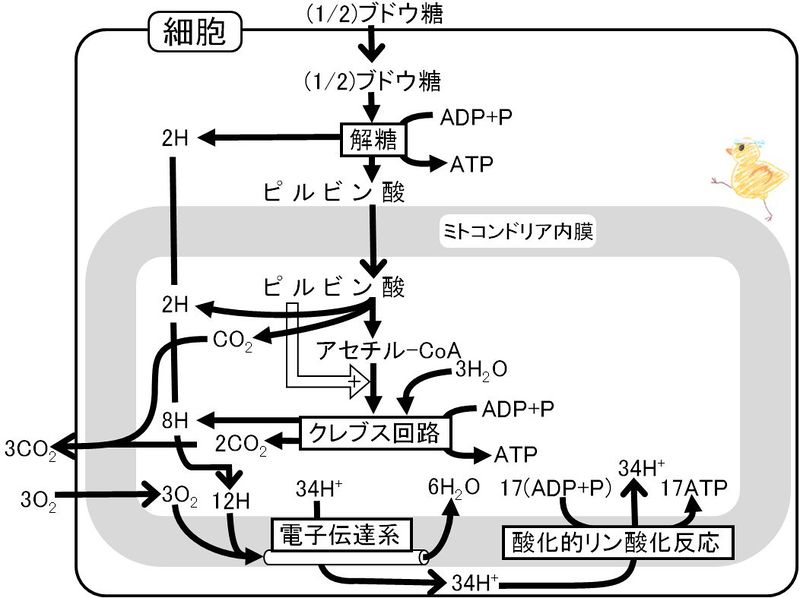 ファイル:03259.jpg