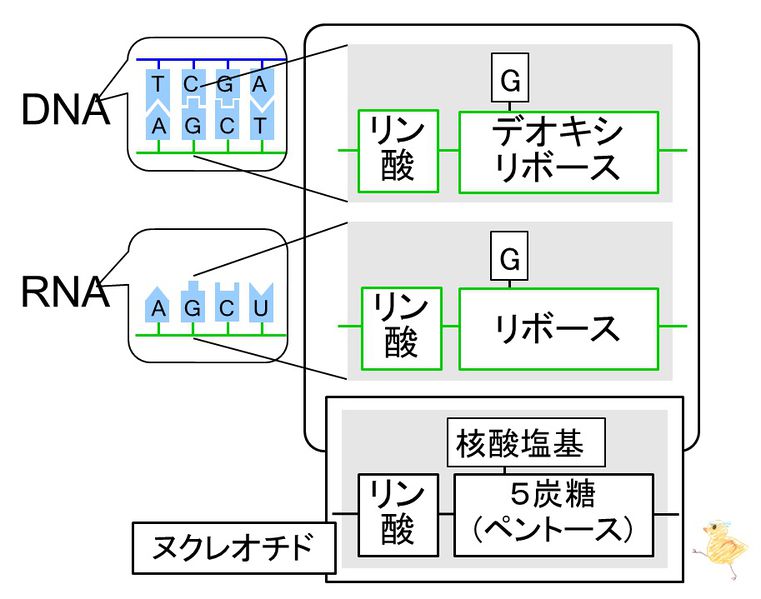 ファイル:03826.jpg