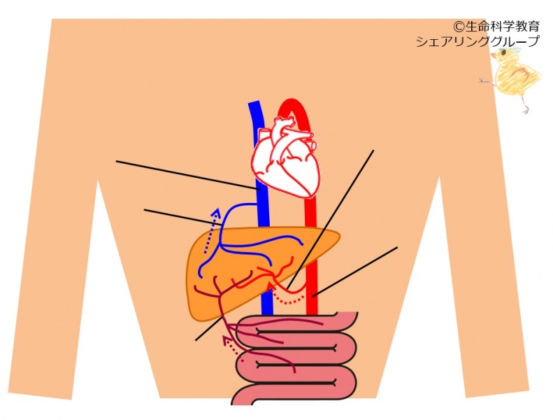 ファイル:Liver-blood-vessels-wb.jpg