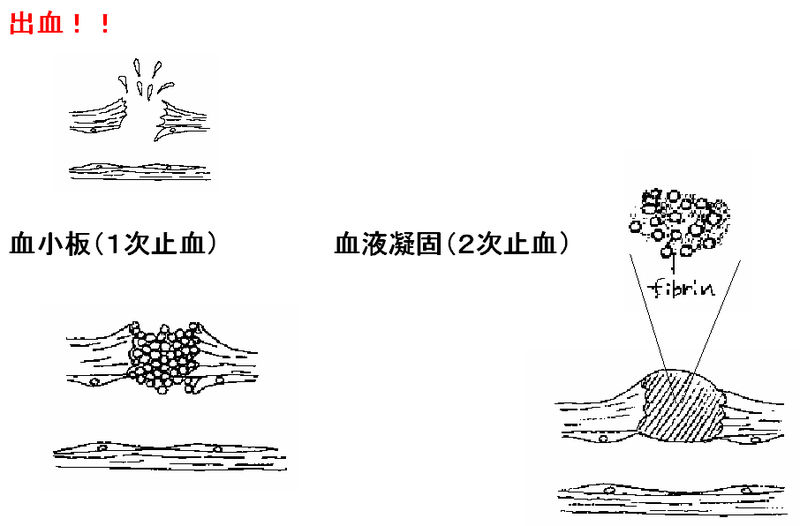 ファイル:00498.jpg