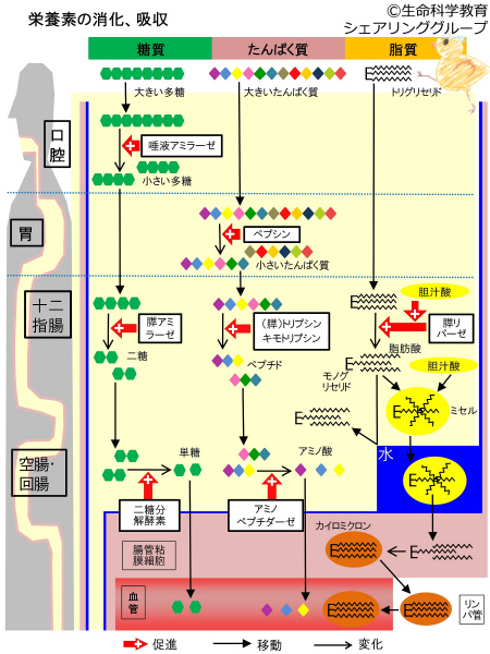 ファイル:03728.jpg