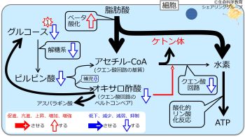 /wiki/images/thumb/8/8d/GlucoseRoleDecBetaInc.jpg/350px-GlucoseRoleDecBetaInc.jpg